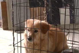 女子热心救助16只流浪狗，如今入不敷出盼好心人领养图片