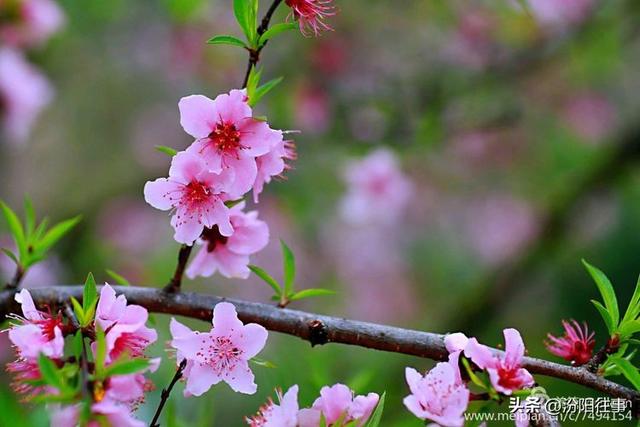 汾阳往事｜殷维明：杏花村游记——汾酒工业园林赏杏花