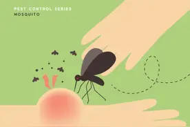 被蚊子咬了怎么办，教你几个小妙招快速缓解图片