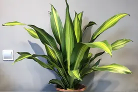 巴西木的养殖方法和注意事项，总结4个要点，叶片鲜绿茂盛图片