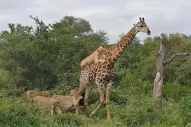 长颈鹿在野生环境下没有天敌？事实上至少有五种动物能捕杀它们！图片
