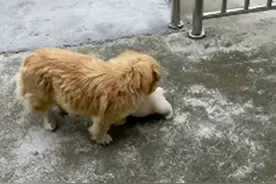 流浪狗生下了1窝幼崽，把最漂亮的白狗送给女子：帮我照顾好呀图片