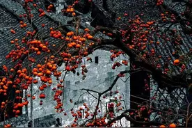 《贪嗔痴慢疑》图片