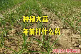 种植大蒜年前需要打药吗？打什么药？不打药行不行？图片