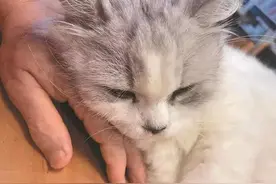 蒋勋：岁月静好，岁月无惊图片