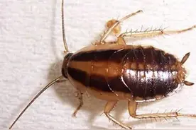 发现蟑螂怎么办？轻松的方法就可以消灭它图片