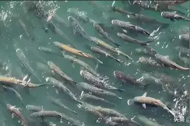 湖北宜昌出现长江鱼群，坝下水面被染黑，鱤鱼、鲢鳙为何要聚群？图片