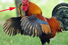 为什么身为五毒之一的蜈蚣，毒不死公鸡？你怕是不知道公鸡啥段位图片