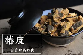 椿皮（固精缩尿止带药）图片