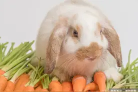 兔子最爱吃胡萝卜？原来你真的不了解兔子图片
