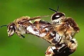 科学家研究发现：蜜蜂在高温下生殖器会爆出腹部，出现爆炸性射精图片