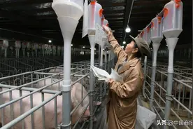 拟募资150亿元养猪，正大股份能挤进“第一梯队”吗图片