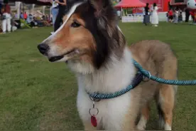 这些狗狗驱虫的常见误区，你都避开了吗？图片