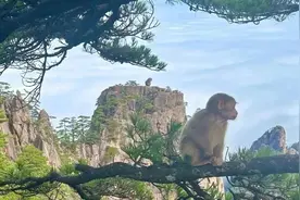 还记得小学课文“猴子观海”吗？图片