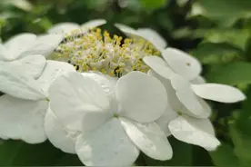 琼花——扬州第一花图片