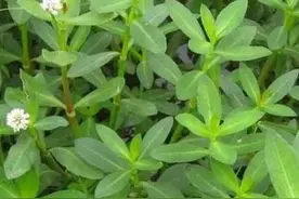 农田里的水花生是一种恶性杂草，一般除草剂无效，该怎么办呢？图片