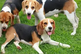 就算很喜欢狗，也不要养这5种，养久了心累图片