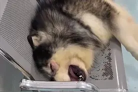 阿拉斯加在医院里嚎啕大哭，女子怎么也劝不住：这是伤到自尊心了图片