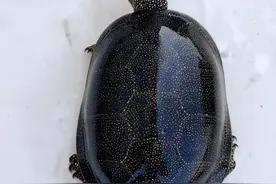 养龟翻车事件，不是翻车了就是在翻车的路上图片