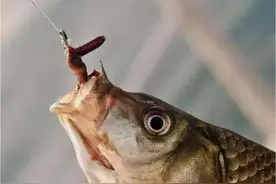 鱼真的爱吃蚯蚓？科学家专门研究，原来鱼喜欢的不是蚯蚓的味道！图片