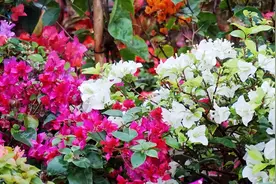 三角梅，4月要“虐养”，牢记“1少、1多、1勤”，花芽多，开花早图片