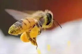 小蜜蜂喂白糖拉蜂蜜的讹传图片