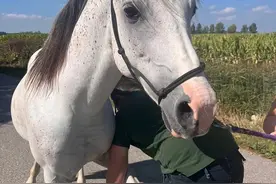 穿越欧亚骑马回国小伙被举报虐待动物：或将结束旅程，不想再上热搜图片