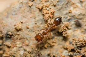 国内外应对外来物种入侵大比拼，国外的骚操作，专家看了都想笑。图片