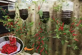 大叔10平方阳台6个塑料瓶倒种辣椒，1次结果上百，还真是头一次见图片