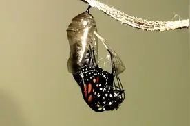 昆虫咋会进化出蛹？若切掉毛虫的1条腿，会羽化出5条腿的蝴蝶吗？图片