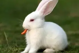 兔年讲讲兔图片