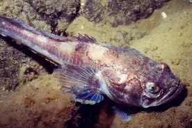 自然界最强“隔壁老王”，偷偷享受，让别人帮自己照顾后代图片