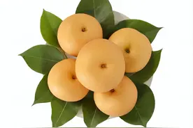 网红水果秋月梨采摘开启：丰产8万吨 京东再创最低价 每斤6.9元 比市场便宜2成图片