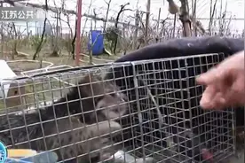 南通如东：放养的雁鹅被啃得只剩身子“凶手”竟是豹猫图片