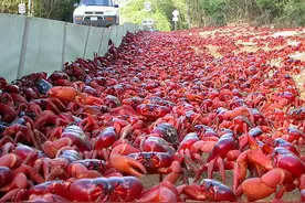 从巨无霸到怪兽级别：揭秘世界上最大的十种螃蟹（上）图片