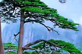 《咏迎客松》组诗五首（新韵）图片