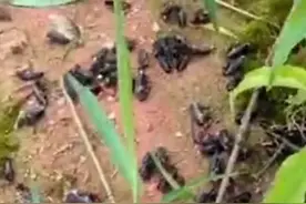 7点出发丨千万别碰！湖南桃江一菜地出现大量“鸡公虫”！图片