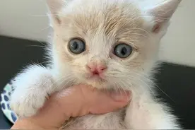 写字楼下发现的唇裂小猫，原来是个粘人精，还有家庭老师罩着它图片