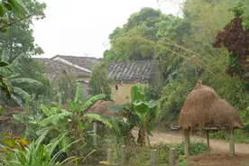 “不怕有蛇进宅院，就怕大树房前站”，大树为何不能在房前？图片