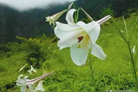 农村常见的几种野草，竟是妇科炎症“克星”！图片