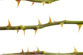 单词联想porn born corn horn thorn图片