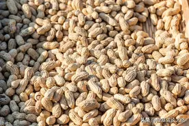 辽宁花生产区种植面积、产量及新产季情况分析图片