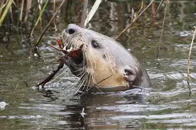野生小龙虾，食物链中重要的一环图片