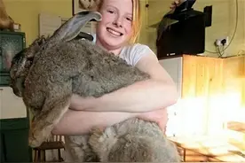 澳大利亚野兔泛滥，政府斗争150年完败，没人吃？本地人：吃不了图片