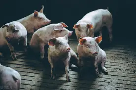 猪粪尿别直接用，这样发酵十天，无臭味不招虫，种菜、喂树都好使图片