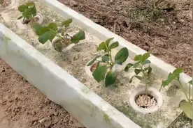 无土栽培农户如何用肥？掌握好方法，瓜果蔬菜根系好产量高图片