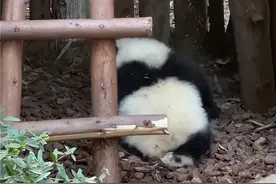 怒！30岁男士吕某某向大熊猫泼矿泉水。熊猫基地将禁止其终身进入园区参观图片