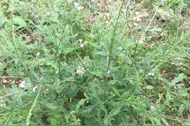 农村常见的“马边烧”，生活中能帮助很多人，你是否认识它？图片