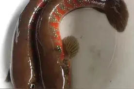 农村泉水里有一种“月鳢鱼”，人们称之为鱼中珍品，您认识吗图片