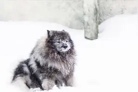 泪崩，养了16年的老狗临死前跳下山崖，尾随的老人却只能无声哭泣图片